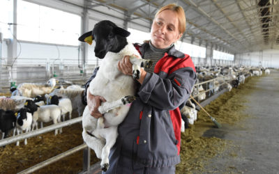 Овцеводческий комплекс «Фатежская ягнятина» стал участником национального проекта